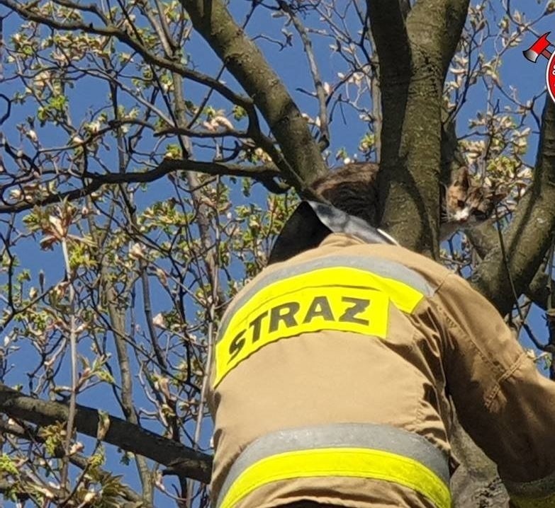 Uwięzionego kota na drzewie zdjęli kilka dni temu strażacy....