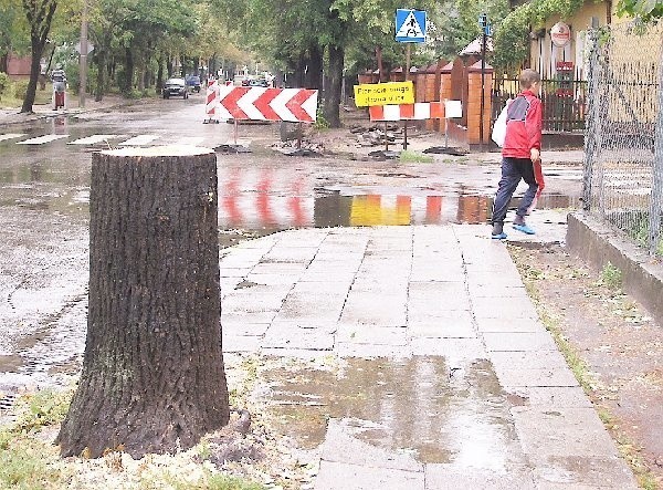 Na Traugutta straszą kikuty ściętych drzew