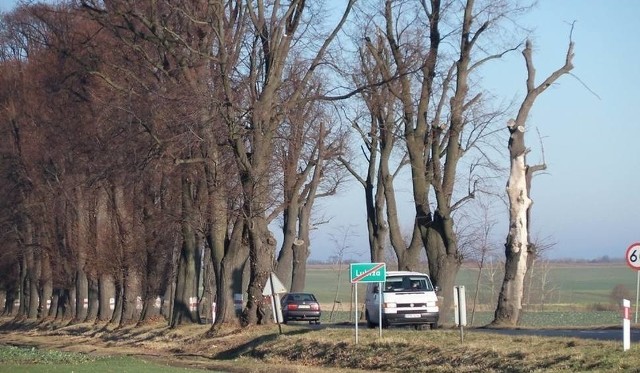 Aleja Lipowa jest też bardzo niebezpiecznym odcinkiem drogi, na której często dochodzi do wypadków, właśnie z powodu drzew.