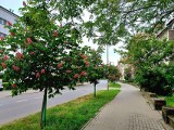 Kwitnące kasztanowce na ul. Kardynała Wyszyńskiego w Brzegu robią furorę. To prawdziwa wizytówka!