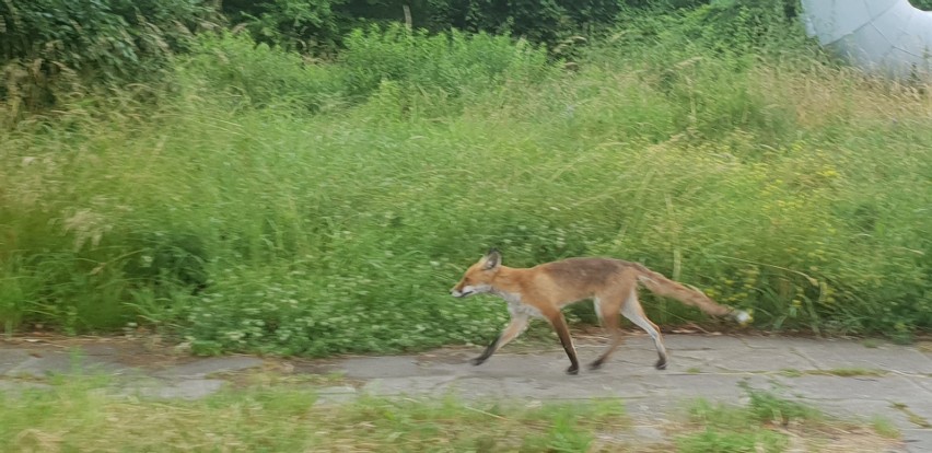 Ranne wiewiórki, sarenki i podloty ptaków - wiele z nich...