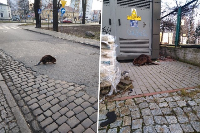 Bobra spotkał na ul. Grottgera jeden z naszych Czytelników.