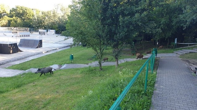 Dziki opanowały w środę rano obiekty sportowe na Ratajach