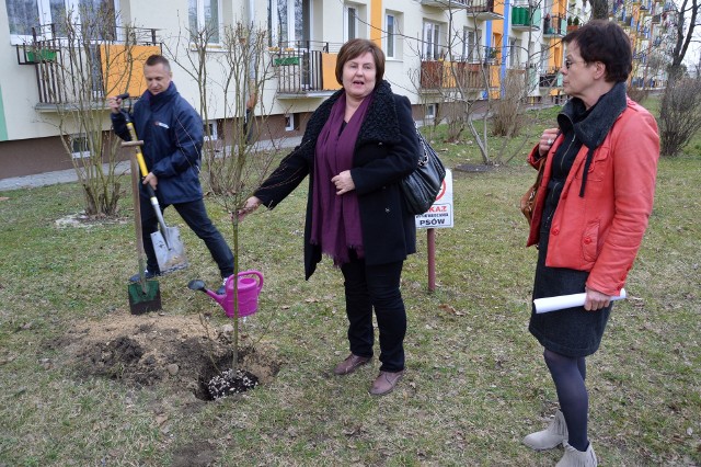 Drzewo w miejscu wskazanym przez spółdzielnię posadzili Dariusz Przytuła, Renata Butryn i Małgorzata Czwarno-Sieroń