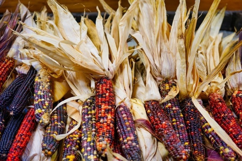 Kolorowe odmiany kukurydzy nadają się przede wszystkim do...