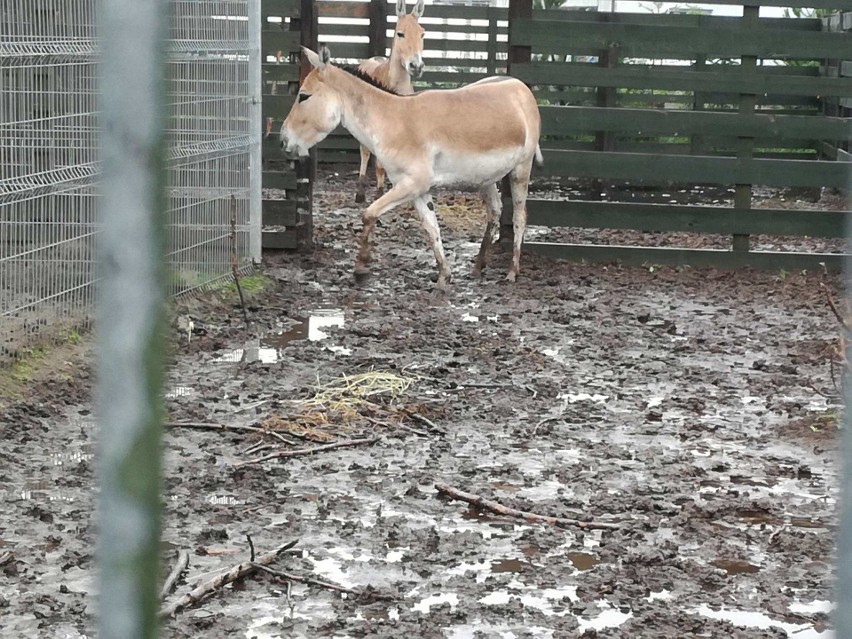 Pod Śremem toną zwierzęta. Dyrektor zoo apeluje o pomoc