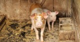 10 zasad dla hodowców świń. Chroń swoją trzodę przed ASF