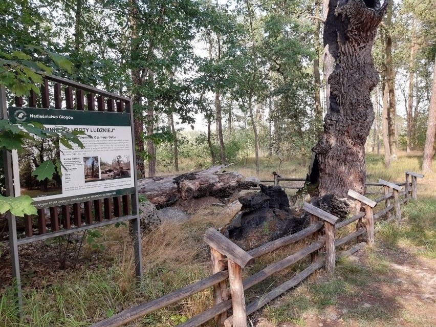 Pomnik Głupoty Ludzkiej stanął w lesie niedaleko Głogowa,...