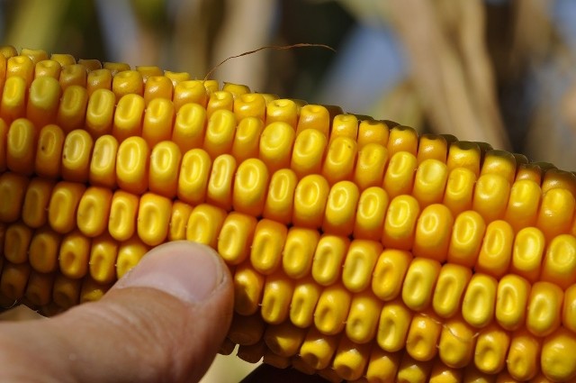 Odmiana kukurydzy typu dent. Zdjęcie z poletek doświadczalnych firmy Agrolok Sp. z o.o.