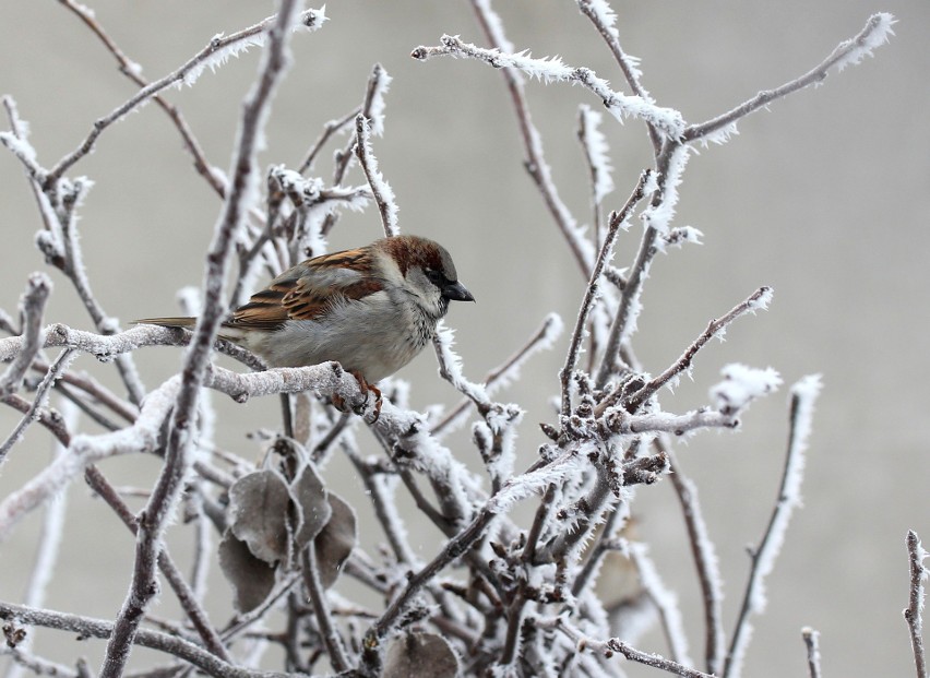 OSTRZEŻENIE METEOROLOGICZNE DLA ŁODZI I WOJEWÓDZTWA...