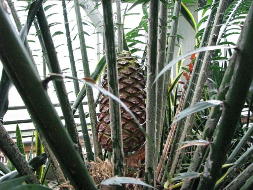 Palmiarnia Poznańska: Sagowiec Encephalartos laurentianus -...