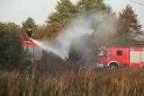 Ogromny pożar lasu we Wrocławiu. Paliło się 30 hektarów 