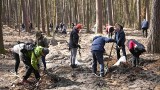 Młodzież i urzędnicy wspólnie z leśnikami sadzili drzewa w kozienickim lesie. Wszyscy chwycili za łopaty. Zobaczcie zdjęcia