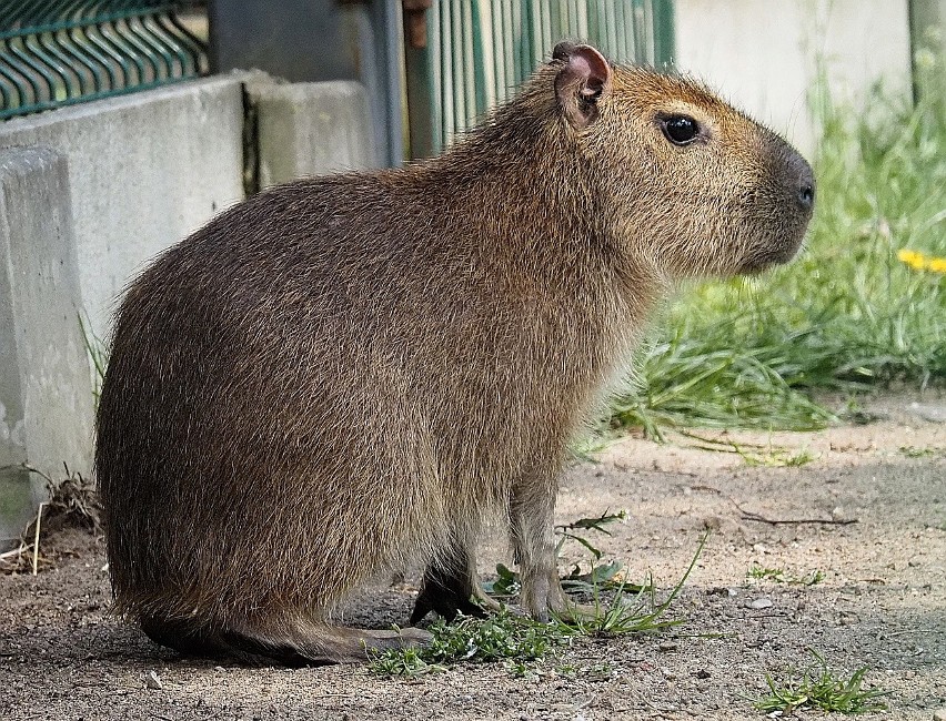 Kapibary cieszą się ogromną sympatią i popularnością.