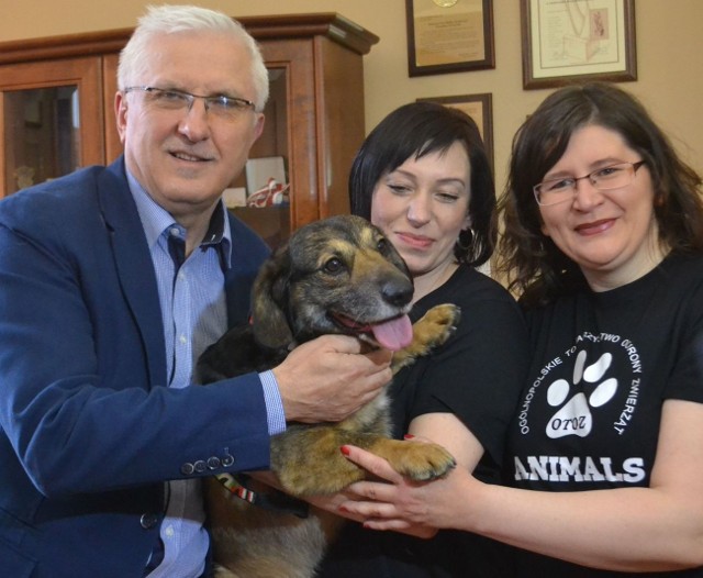 W ramach akcji promowania adopcji czworonogów, pies o wdzięcznym imieniu Jasiu, odwiedził,  z wolontariuszkami, prezydenta miasta, Wadima Tyszkiewicza.