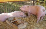 Afrykański pomór świń coraz bliżej - za granicą z Ukrainą