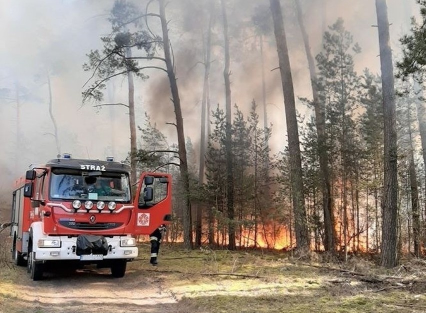 Zdaniem strażaków pożar lasu to najprawdopodobniej „efekt...