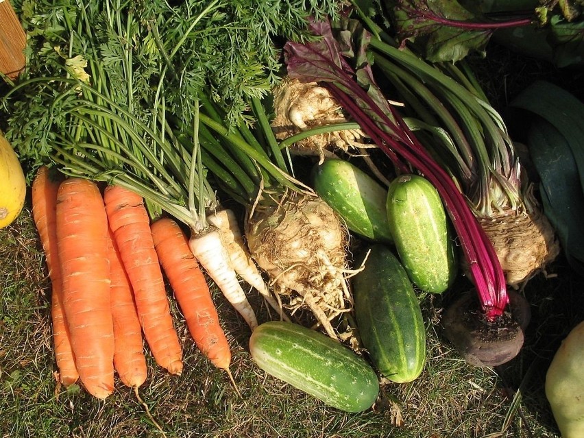 Dlaczego warto jeść warzywa? Bo chodzi o witaminy i enzymy