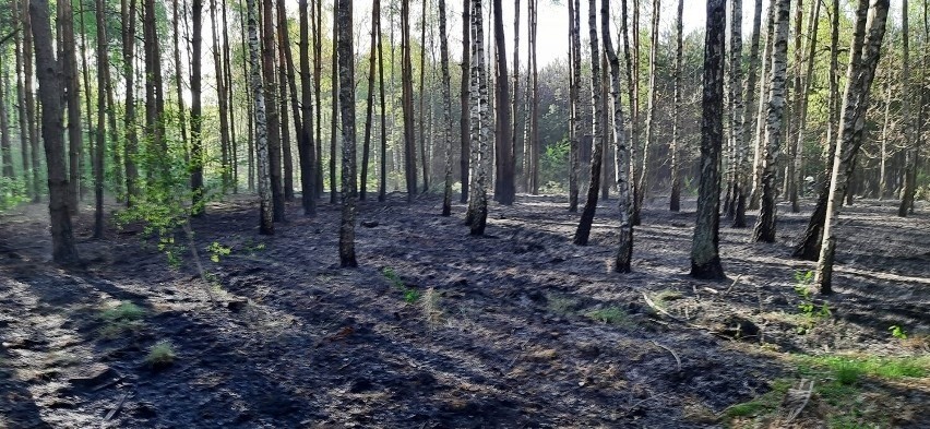 Pożary lasów w województwie łódzkim. Susza powoduje wielkie pożary lasów
