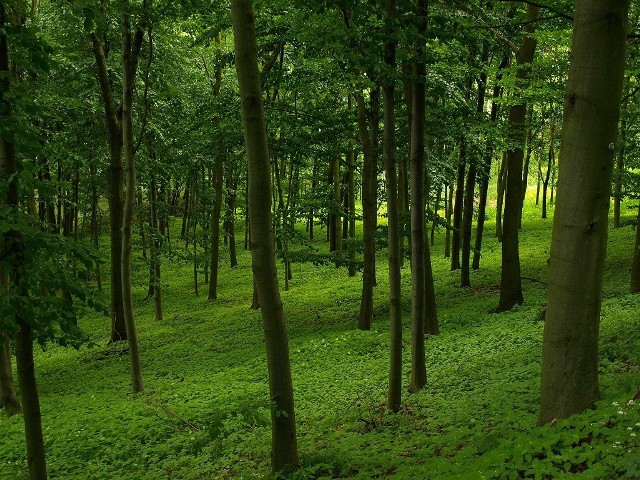 Dyrekcja w Toruniu ma pod sobą 456 tys. hektarów. Lasy zajmują 433 tys. hektarów