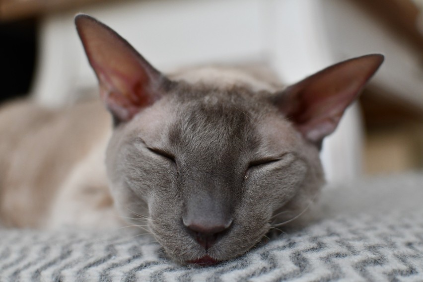 Kot rasy Cornish Rex jest uważany za jednego z powodujących...