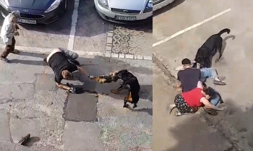 Agresywny pies typu rottweiler zagryzł mniejszego czworonoga...