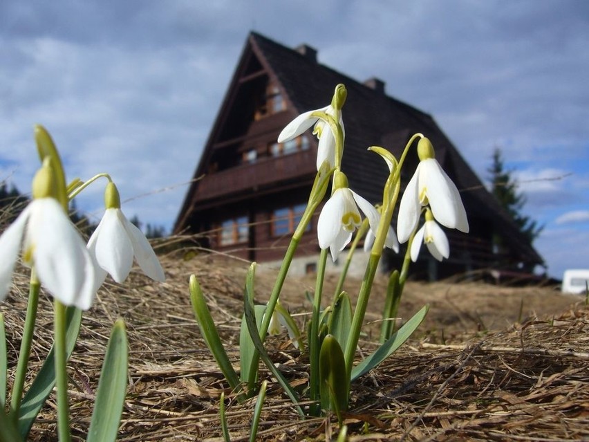 Widok na bacówkę położoną na Hali Rycerzowej w Beskidzie...