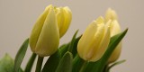 Aż 76 milionów - tyle kwiatów sprzedano w Wielkanoc