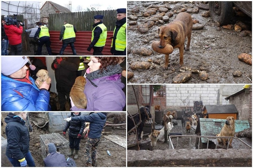 FILM i ZDJĘCIA z akcji w Starym Czarnowie. Zwierzęta żyły w koszmarnych warunkach