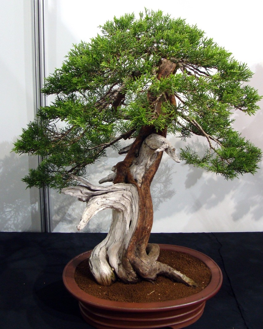 Drzewka bonsai miewają po kilkadziesiąt lat i więcej. Przez...