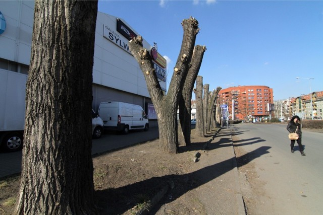 Tak wyglądają drzewa na ul. Krakowskiej. Na razie nie wiadomo, kto doprowadził je do takiego stanu