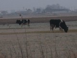 Brańsk: Krowy i koń zamarzają na pastwisku 