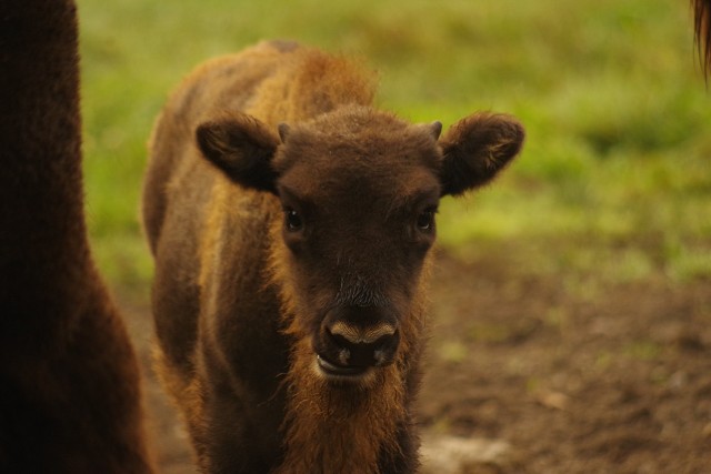 Żubrzyca urodzona w sierpniu 2020 roku w hodowli w Puszczy Niepołomickiej otrzymała imię Pondemia. Wybrano je w konkursie, na który zgłoszono aż ponad 2000 propozycji miana dla młodej krówki