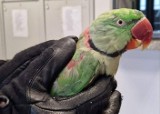 Szczęśliwy finał historii zaginionej papugi w gminie Pęczniew. Odnalazł się jej prawowity właściciel i „Koko” wrócił do domu ZDJĘCIA