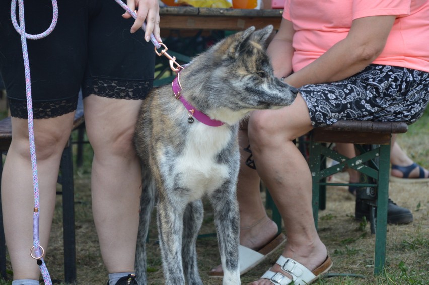 6-lecie Azylu dla Zwierząt i wystawa psów w Przyborzycach.
