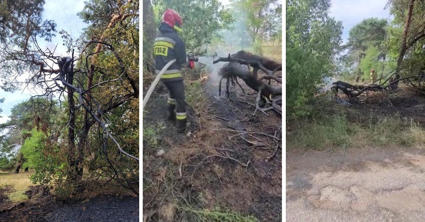 Pożar drzewa i trawy w Toruniu