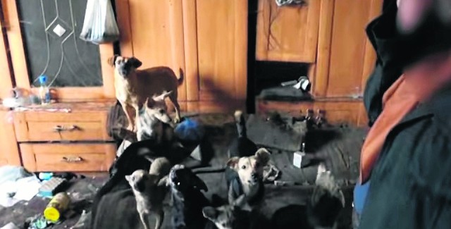 W jednym z domów w Bielinach w gminie Gielniów działacze Pogotowia dla Zwierząt zastali chore psy, które były wychudzone, odwodnione, a właścicielka nie panowała nad całym bałaganem.