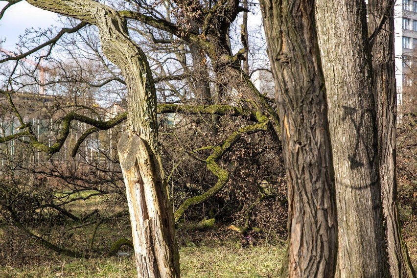 Park Jalu Kurka był zamknięty od lat. Zielony teren przy...