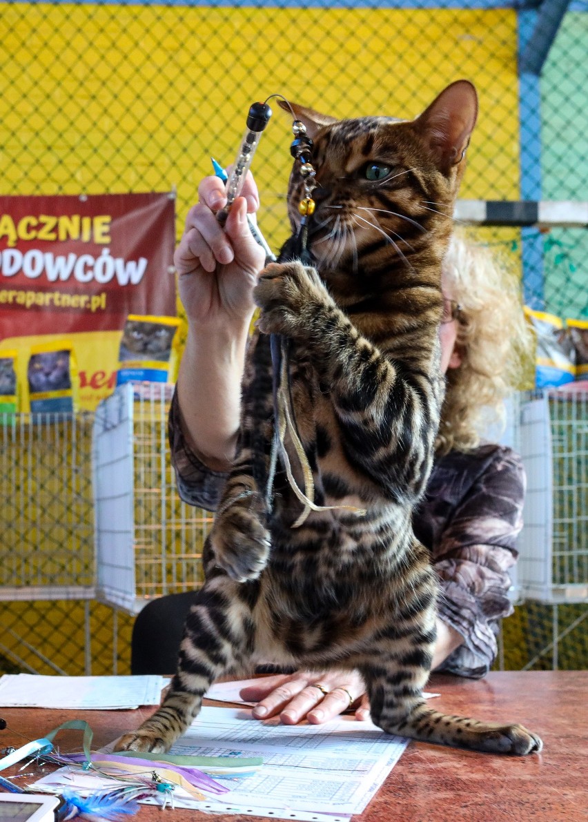 Wyjątkowe rasy kotów na wystawie w Szczecinie! Zobacz przepiękne koty i kotki [ZDJĘCIA]