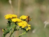 Rada Miejska: Można hodować pszczoły w Łodzi, króliki i drób też