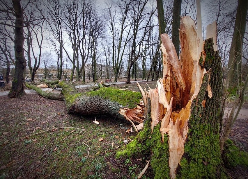 Przez wichurę dotkliwie ucierpiał między innymi park im....