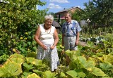 Ogród Danuty i Jerzego Kacprzaków z Wielgiego to powód do dumy!