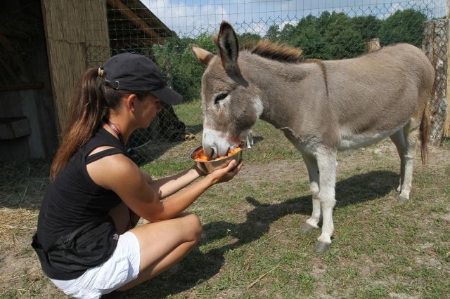 Minizoo „Sielska kraina” już jest pełne zwierząt. Wśród nich znajdują się między innymi osiołek „Oskar”, kozy i świniodzik.