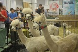 Kraków. Animal Show - zwierzęta na wyciągnięcie ręki