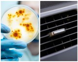 Te bakterie siedzą w klimie! Zobacz, czym możesz zarazić się z brudnego urządzenia w domu, biurze i samochodzie. To nie tylko Legionella