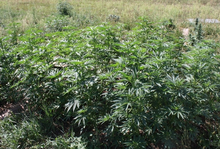 Plantacja marihuany w powiecie brodnickim