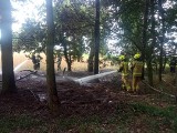 Pożar w lesie pod Toruniem. Na miejscu działało pięć zastępów straży pożarnej