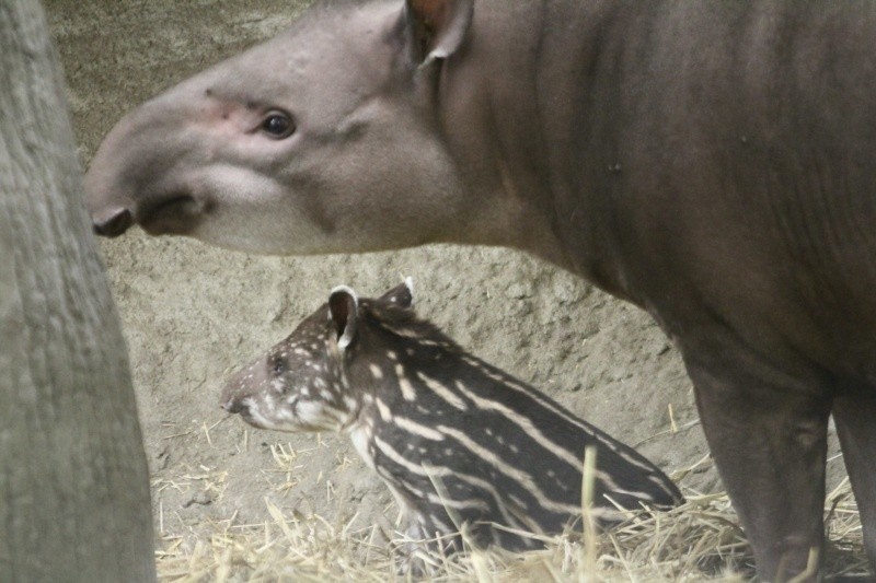 Mały ryś z łódzkiego zoo ma wreszcie imię! Urodził się też tapir