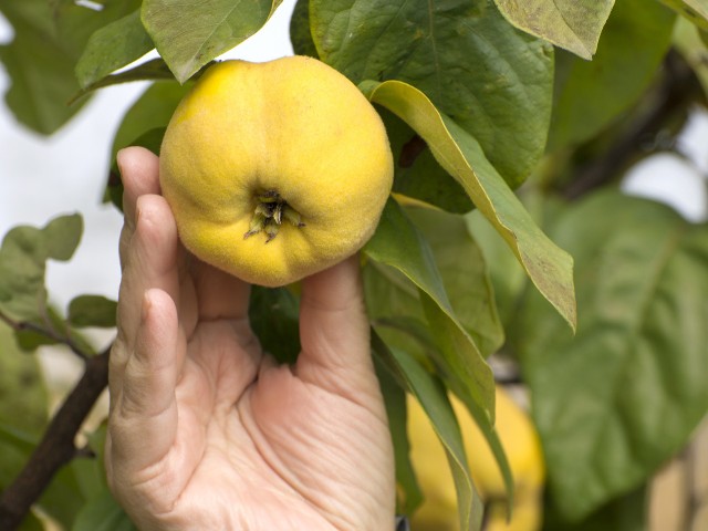 Pigwa pospolita to wieloletnia roślina z rodziny różowatych o charakterystycznych owocach przypominających gruszkę lub jabłko.