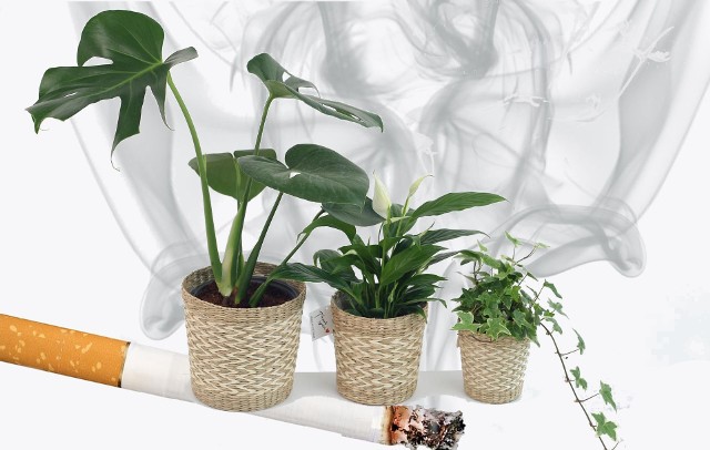 Niektóre domowe rośliny działają jak naturalne filtry powietrza, oczyszczając je z toksyn, smogu, kurzu, a nawet wchłaniają dym tytoniowy, niwelując nieprzyjemny zapach spalanych papierosów. Jeśli palisz papierosy lub mieszkasz z osobą palącą, warto postawić na hodowlę roślin, które pomogą oczyścić powietrze w domu. Te rośliny pomogą oczyścić powietrze z dymu tytoniowego w domu. Zobacz, jak działają i jak wyglądają te rośliny ►►►